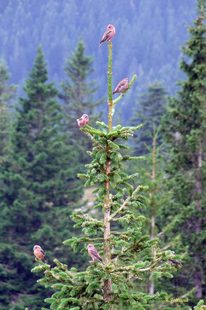 Bec-croisé des sapins mâle, identification