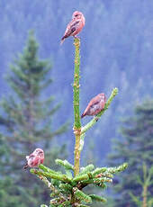 Bec-croisé des sapins