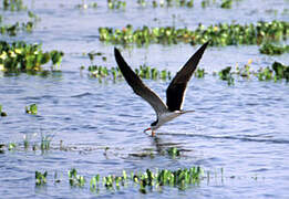 Black Skimmer