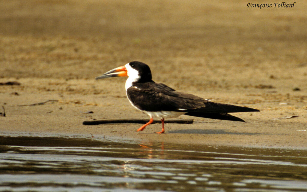 Black Skimmeradult, identification