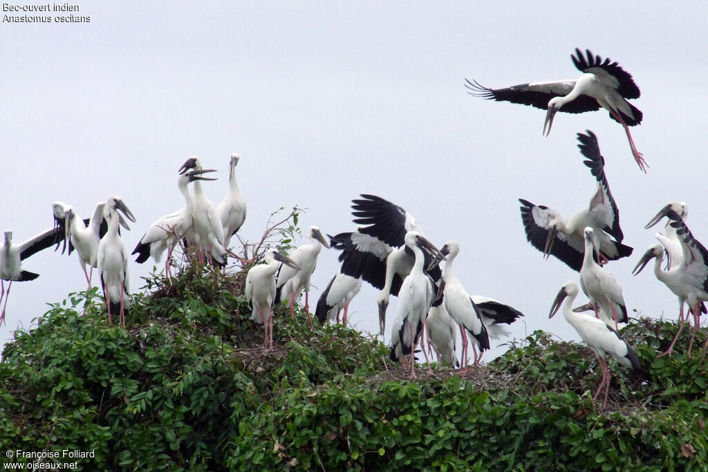 Asian Openbill, identification, Flight, Reproduction-nesting