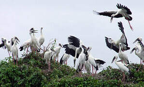 Asian Openbill