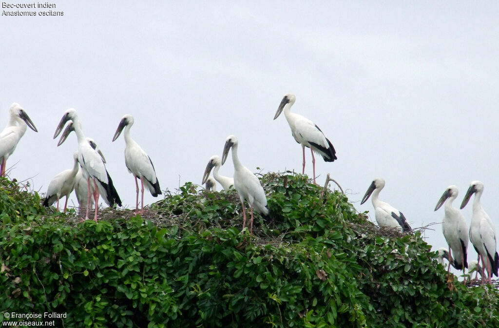 Asian Openbill, identification