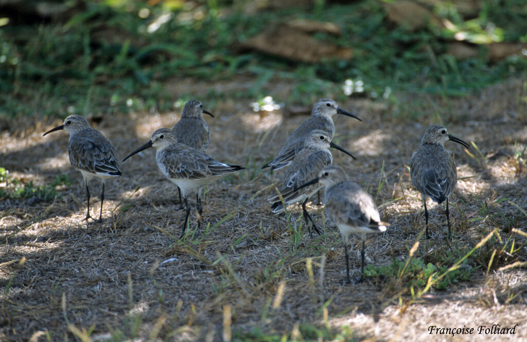 Curlew Sandpiper, identification