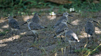 Curlew Sandpiper