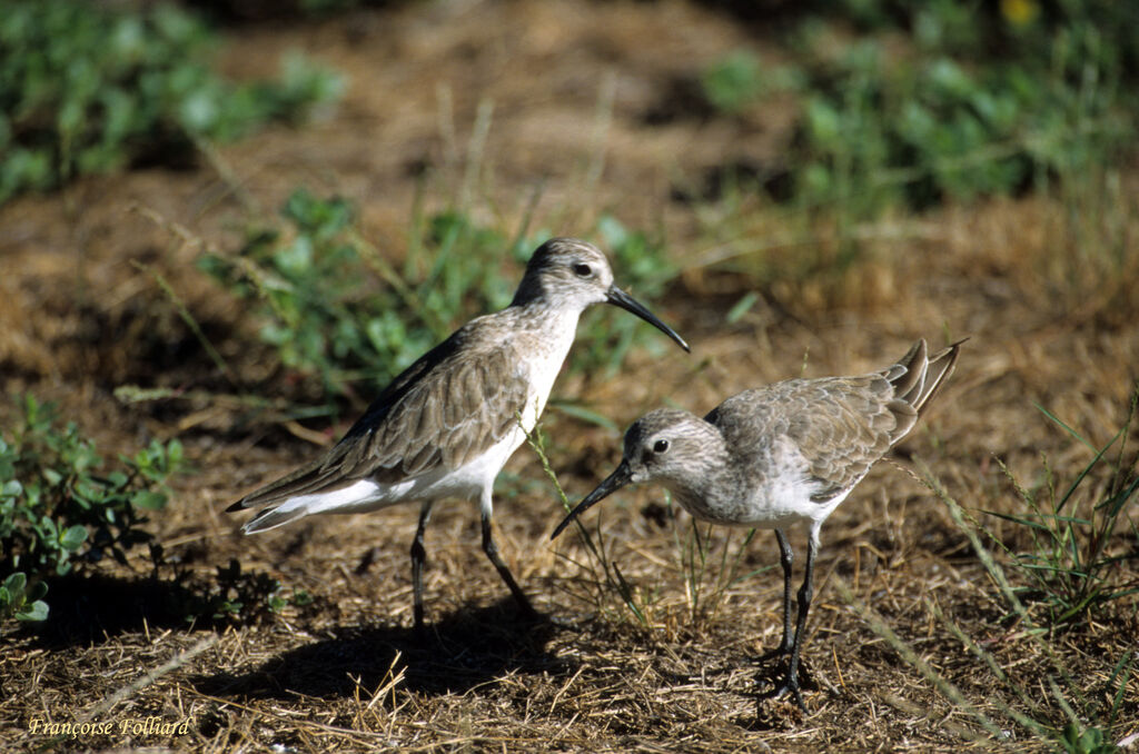 Curlew Sandpiperadult, identification