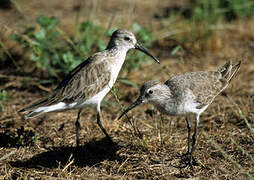 Curlew Sandpiper