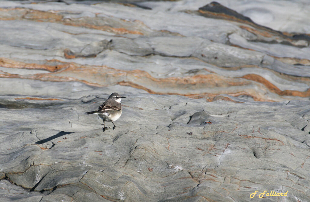 Cape Wagtailadult, identification