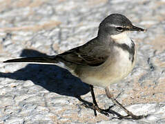 Cape Wagtail