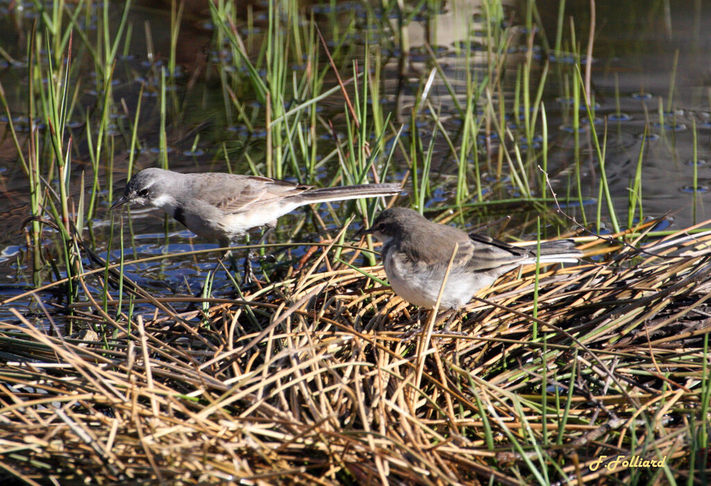 Cape Wagtailadult, identification, Behaviour