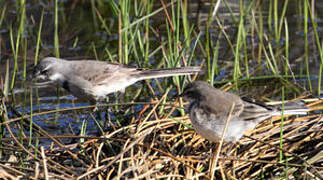 Cape Wagtail