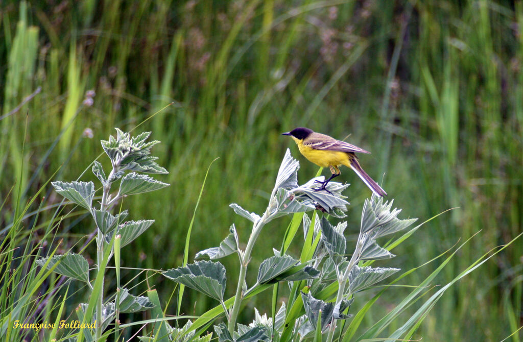 Western Yellow Wagtailadult, identification