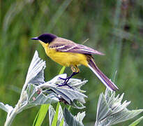 Western Yellow Wagtail