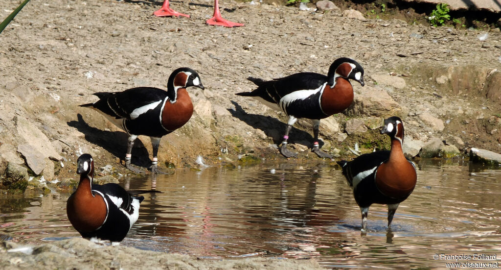 Red-breasted Goose, identification