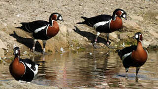 Red-breasted Goose