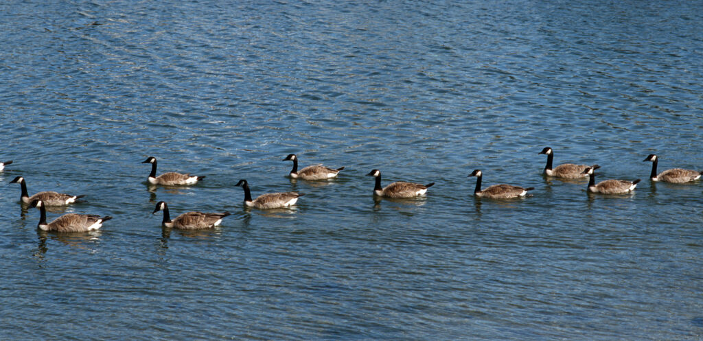 Canada Gooseadult, identification