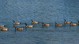 Canada Goose