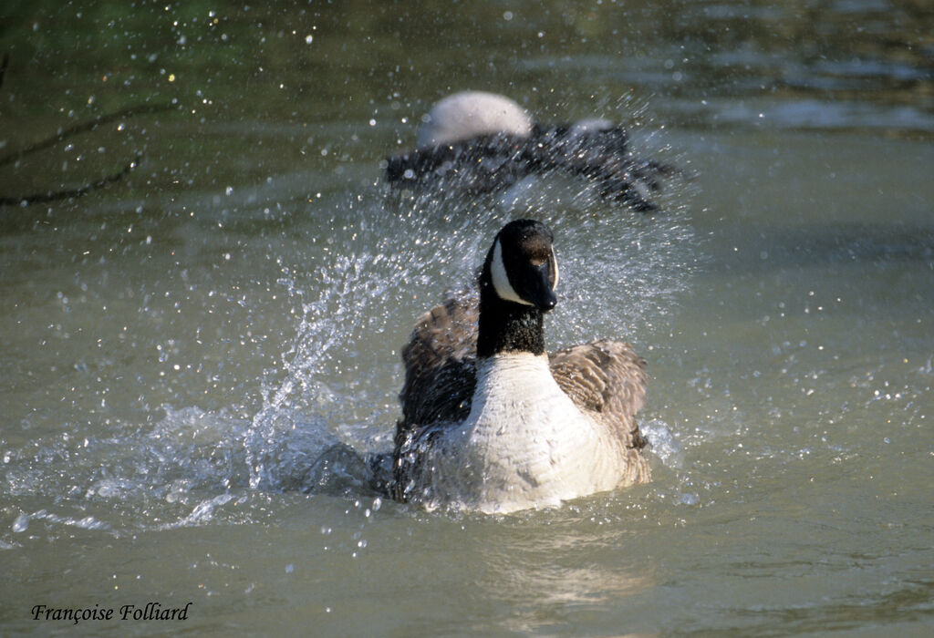 Canada Gooseadult, Behaviour