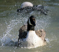 Canada Goose