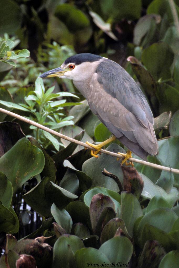 Black-crowned Night Heronadult, identification