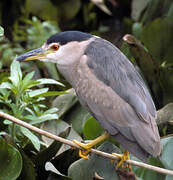 Black-crowned Night Heron