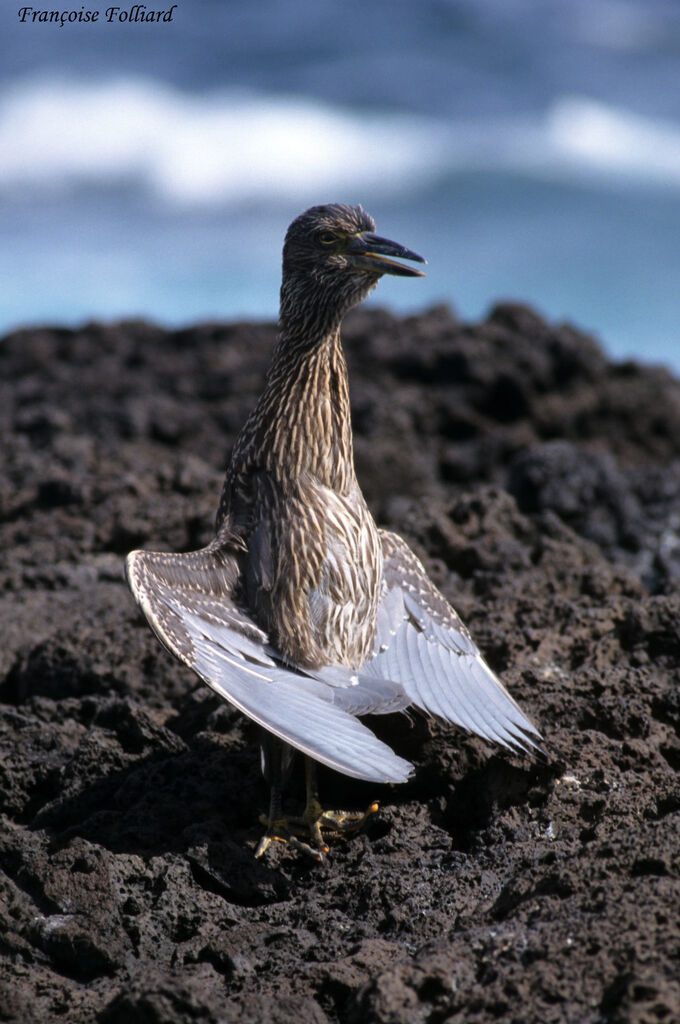 Yellow-crowned Night Heronjuvenile, Behaviour