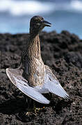 Yellow-crowned Night Heron