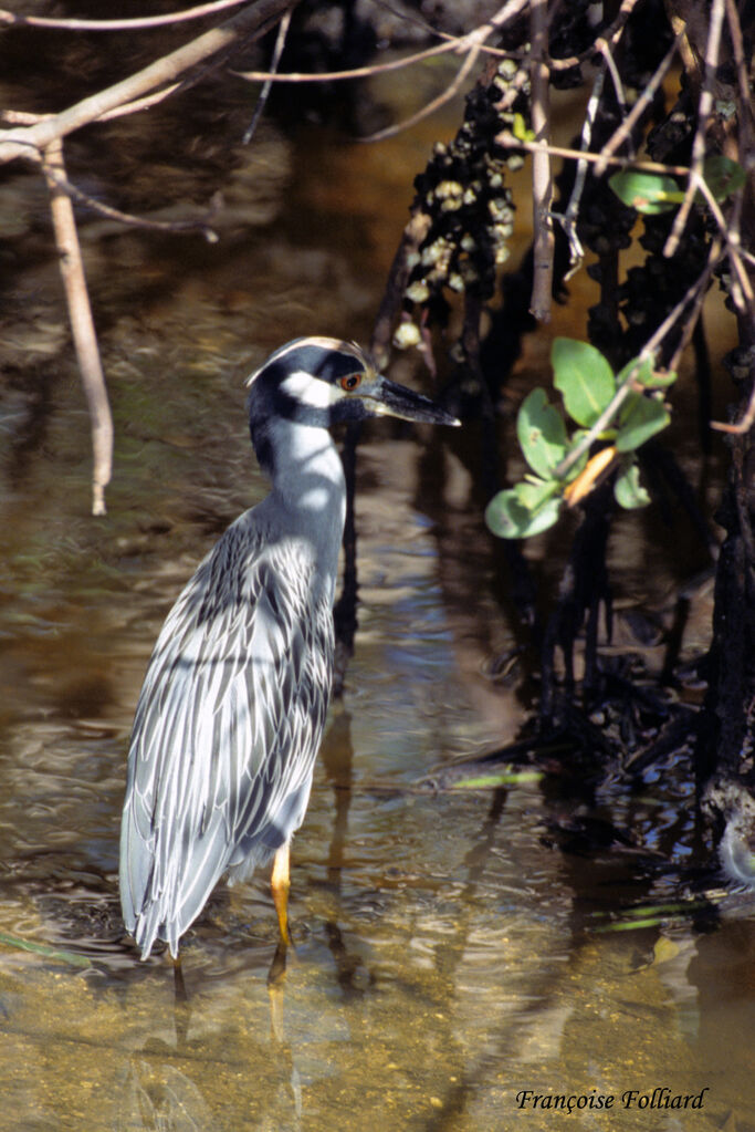 Yellow-crowned Night Heronadult, identification