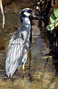 Yellow-crowned Night Heron