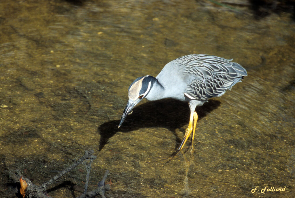 Yellow-crowned Night Heronadult, identification, feeding habits