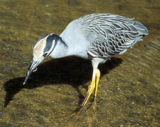 Yellow-crowned Night Heron