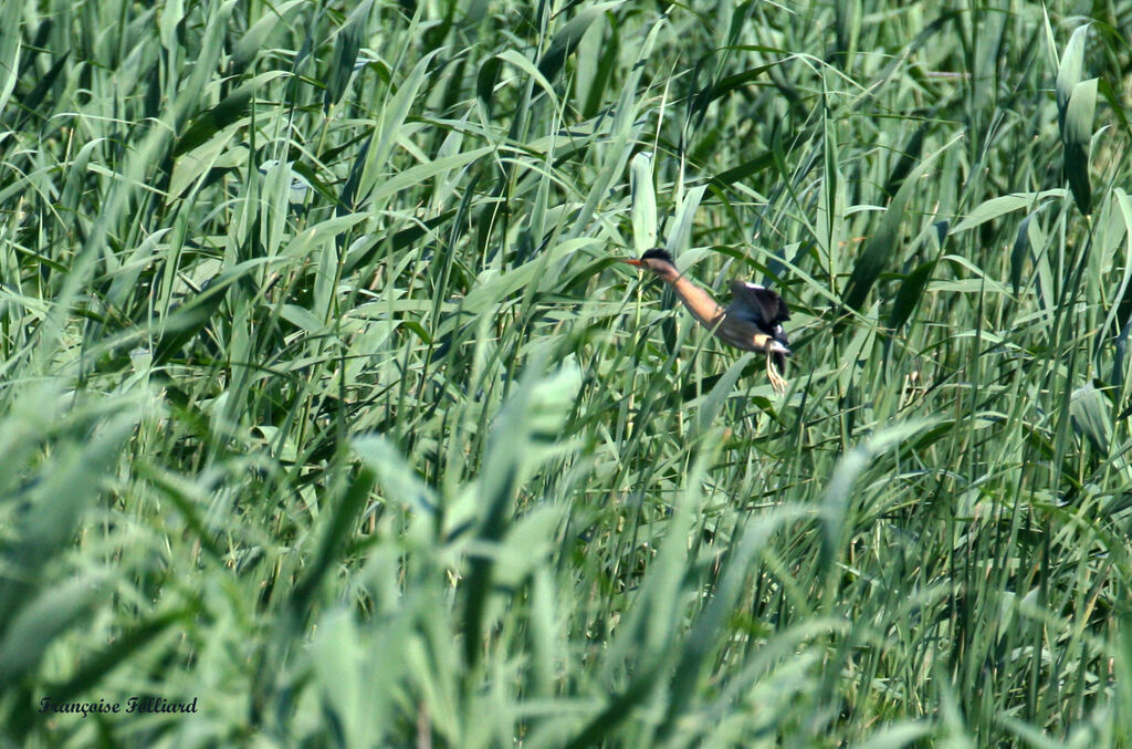 Little Bitternadult, Flight