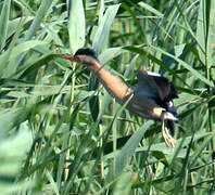 Little Bittern