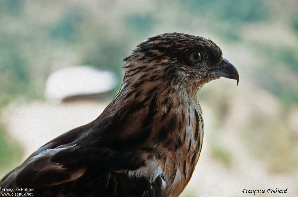 Barred Honey Buzzard, close-up portrait