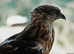 Barred Honey Buzzard