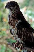 Barred Honey Buzzard