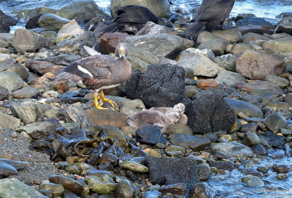 Flying Steamer Duck, identification