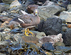 Flying Steamer Duck