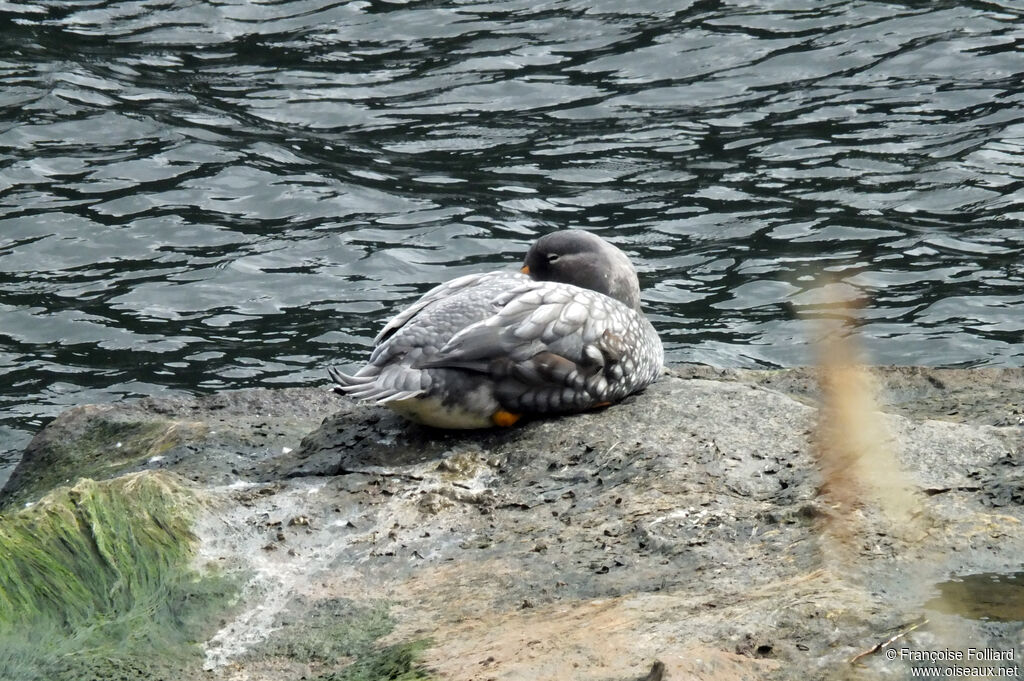 Flying Steamer Duck male