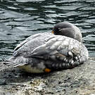 Brassemer de Patagonie