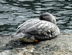 Flying Steamer Duck