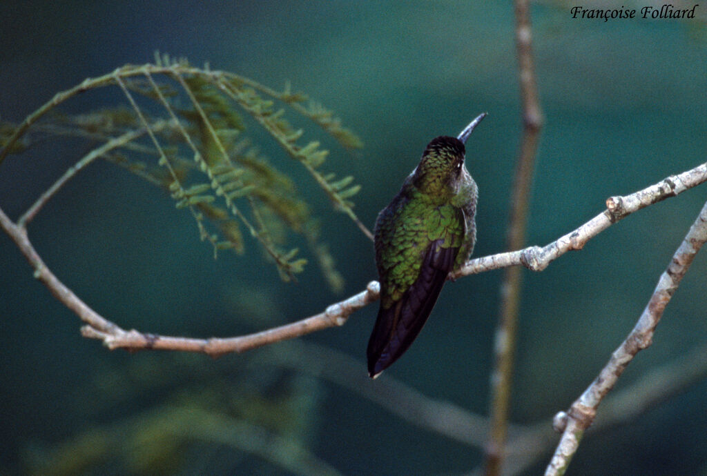 Violet-fronted Brilliantadult, identification