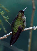 Violet-fronted Brilliant