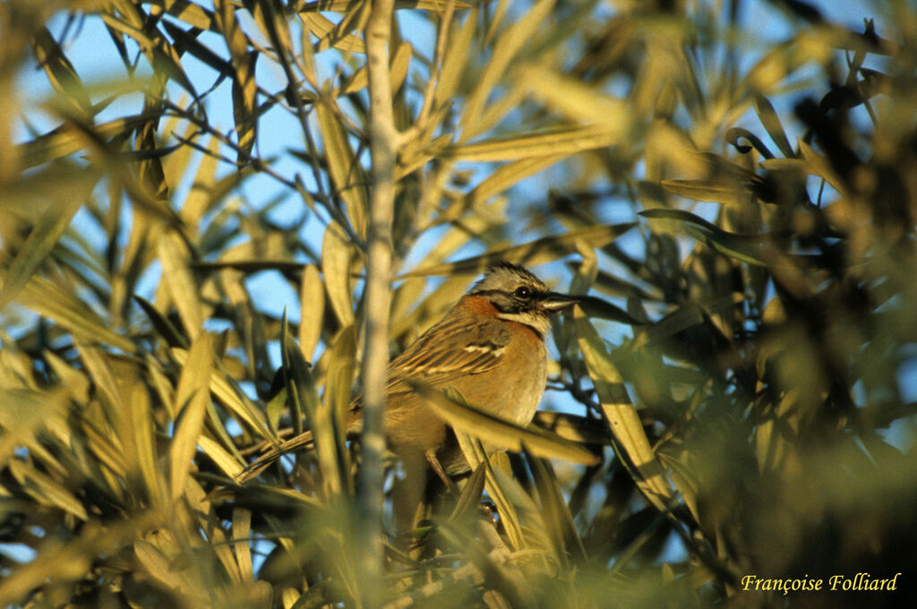 Rufous-collared Sparrowadult, identification