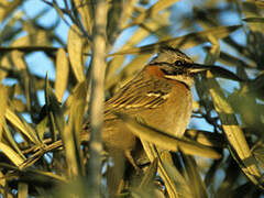 Rufous-collared Sparrow