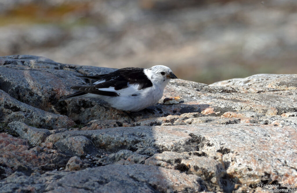 Snow Bunting