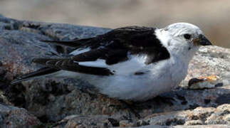 Snow Bunting