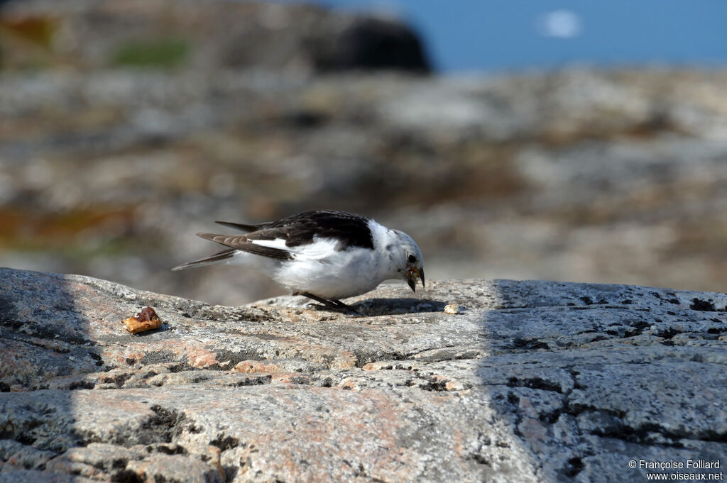 Snow Bunting