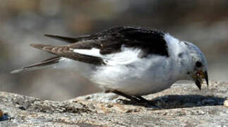 Snow Bunting