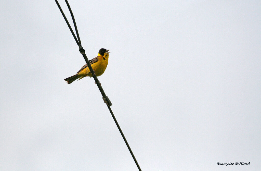 Black-headed Bunting male, identification, song